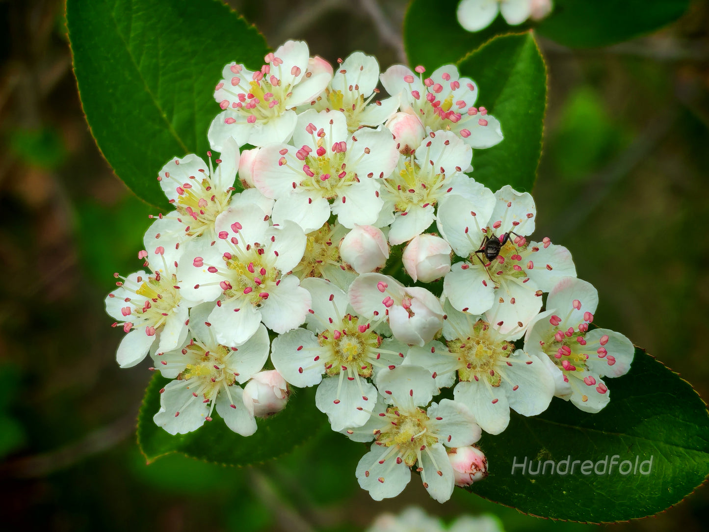 Hundredfold 20 Black Chokeberry Seeds – Aronia melanocarpa Aronia Berries Adaptive Canadian Native Shrub, for Landscaping, Erosion Control, Windbreak or Backyard Fruit Tree, Producing High Antioxidant Fruits, Packed and Shipped in Canada
