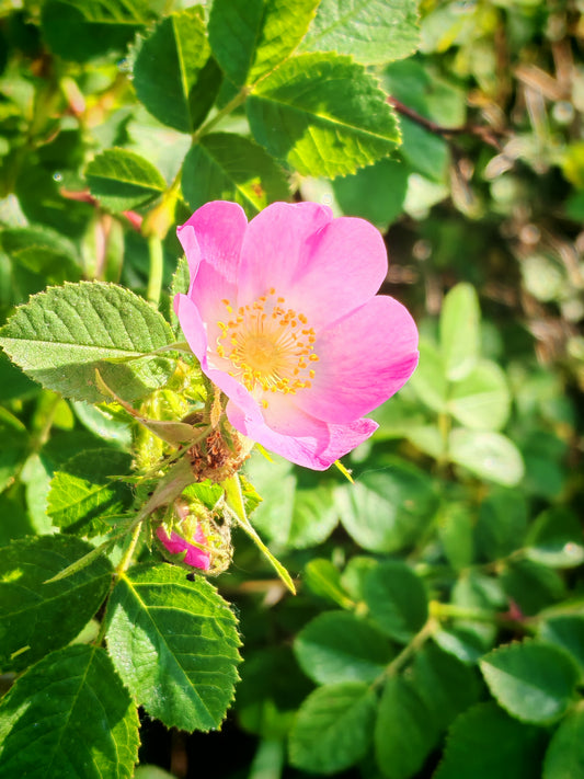 Early Wild Rose Seeds (Rosa blanda) – Native Canadian Wildflower Shrub with Fragrant Pink Flowers and Edible Rose Hips | Hundredfold