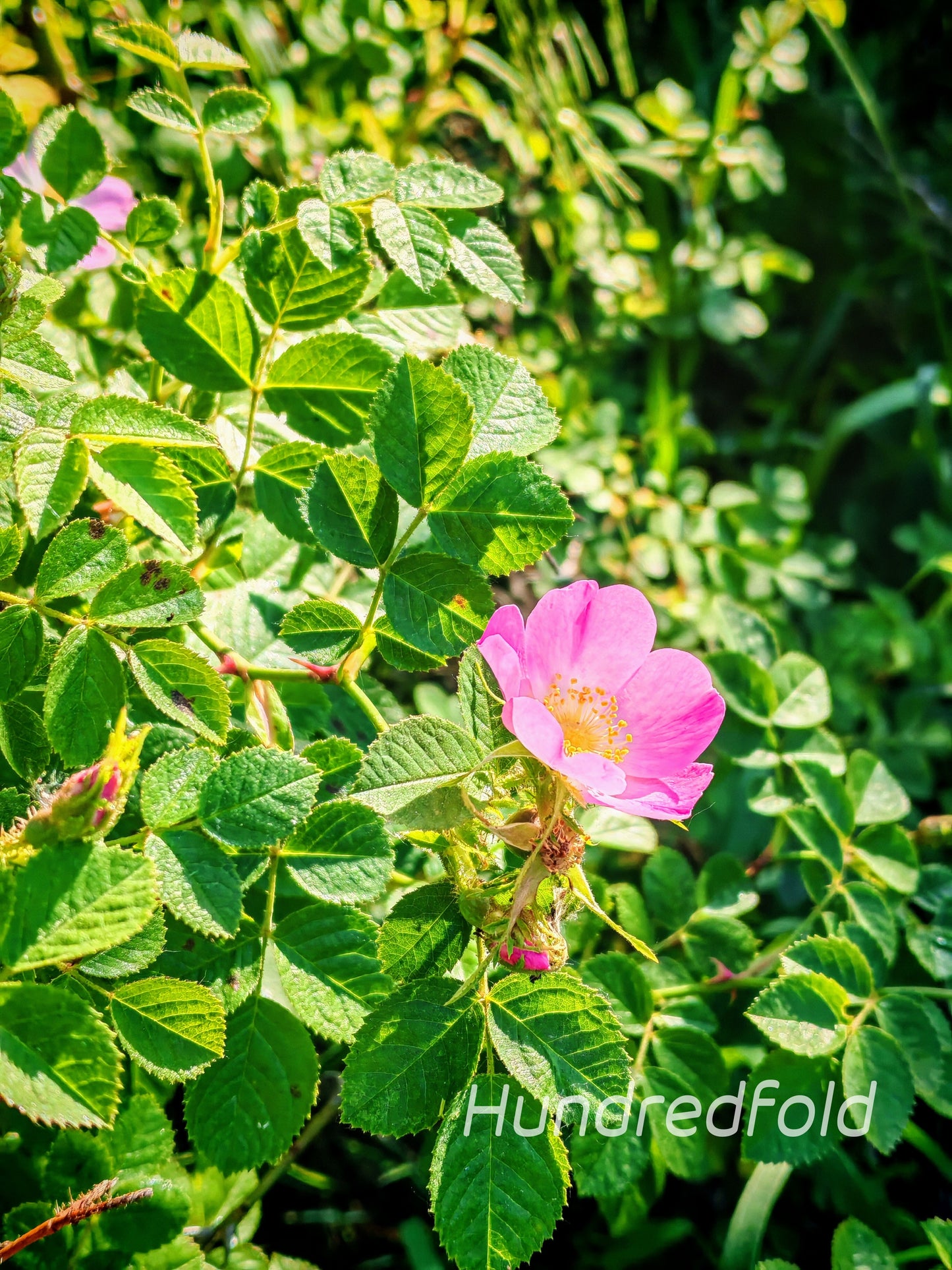 Early Wild Rose Seeds (Rosa blanda) – Native Canadian Wildflower Shrub with Fragrant Pink Flowers and Edible Rose Hips | Hundredfold