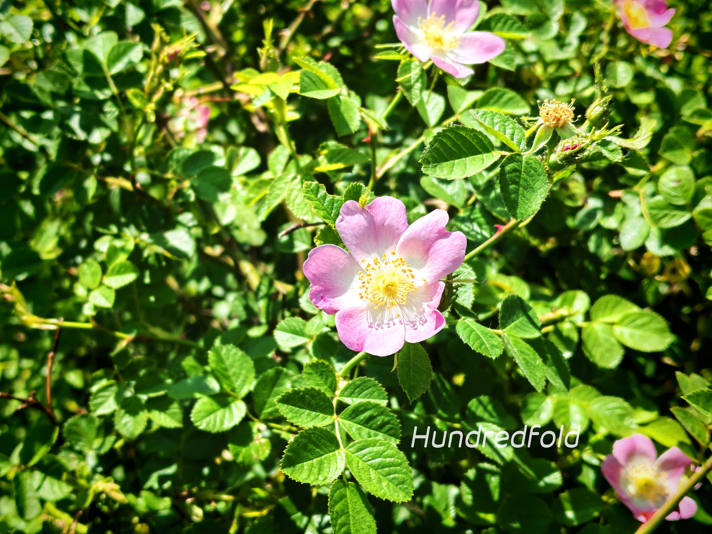 Early Wild Rose Seeds (Rosa blanda) – Native Canadian Wildflower Shrub with Fragrant Pink Flowers and Edible Rose Hips | Hundredfold