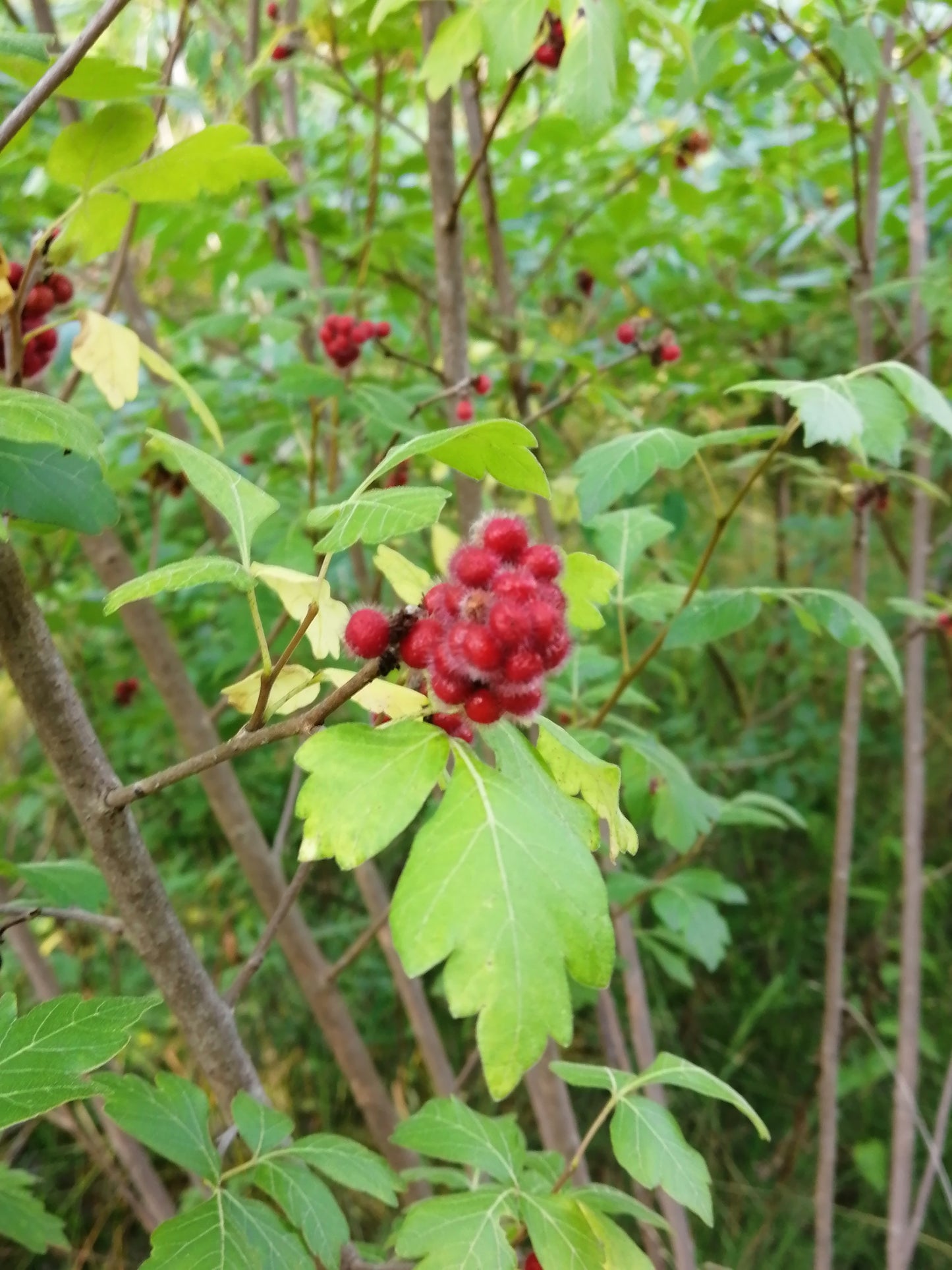 Fragrant Sumac 10 Shrub Seeds - Rhus aromatic Canada Native | Lemon-Sumac with Aromatic Foliage, Showy Red Fruit and Fall Color | Hundredfold
