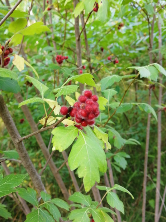 Fragrant Sumac 10 Shrub Seeds - Rhus aromatic Canada Native | Lemon-Sumac with Aromatic Foliage, Showy Red Fruit and Fall Color | Hundredfold