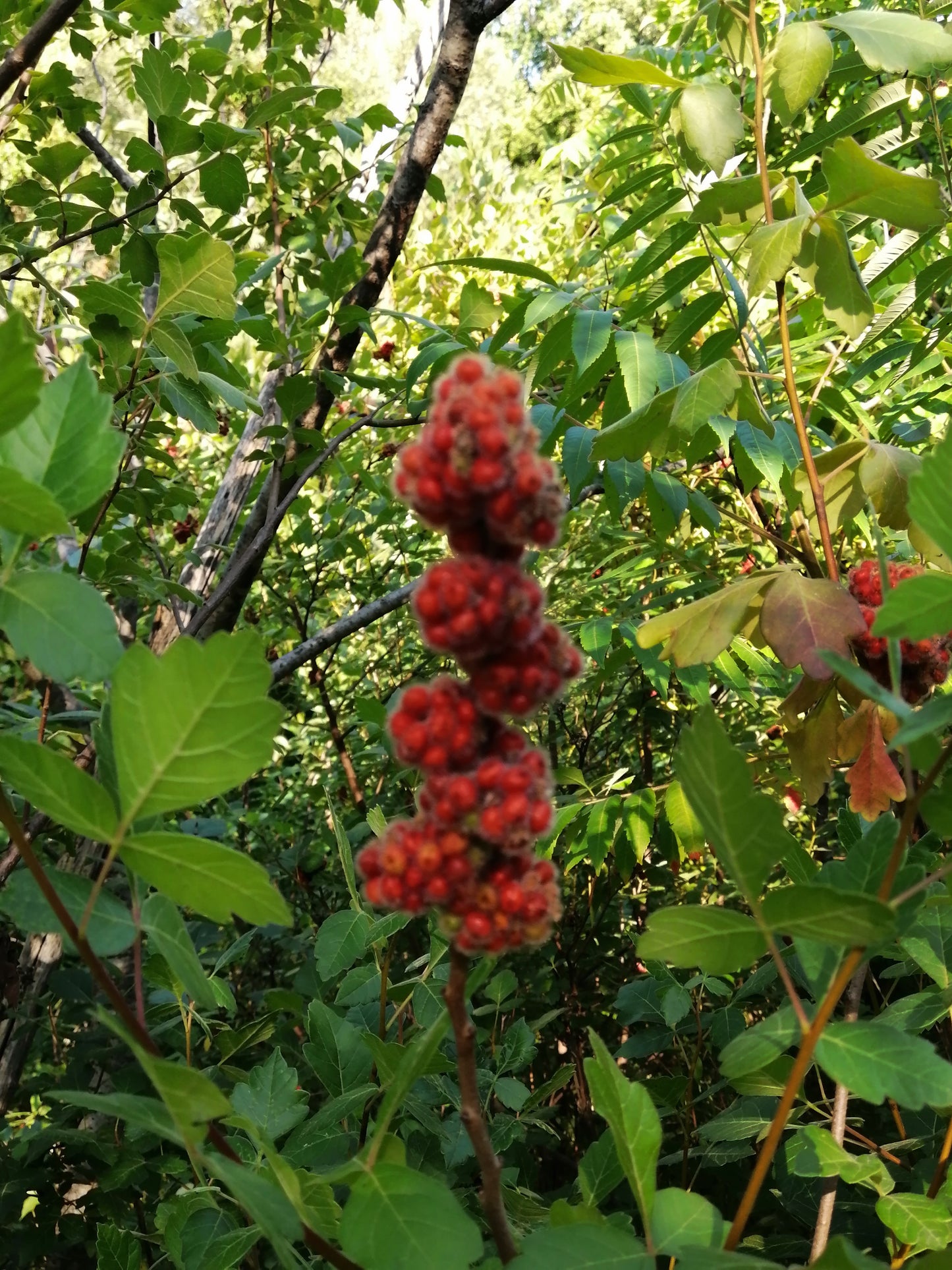 Fragrant Sumac 10 Shrub Seeds - Rhus aromatic Canada Native | Lemon-Sumac with Aromatic Foliage, Showy Red Fruit and Fall Color | Hundredfold