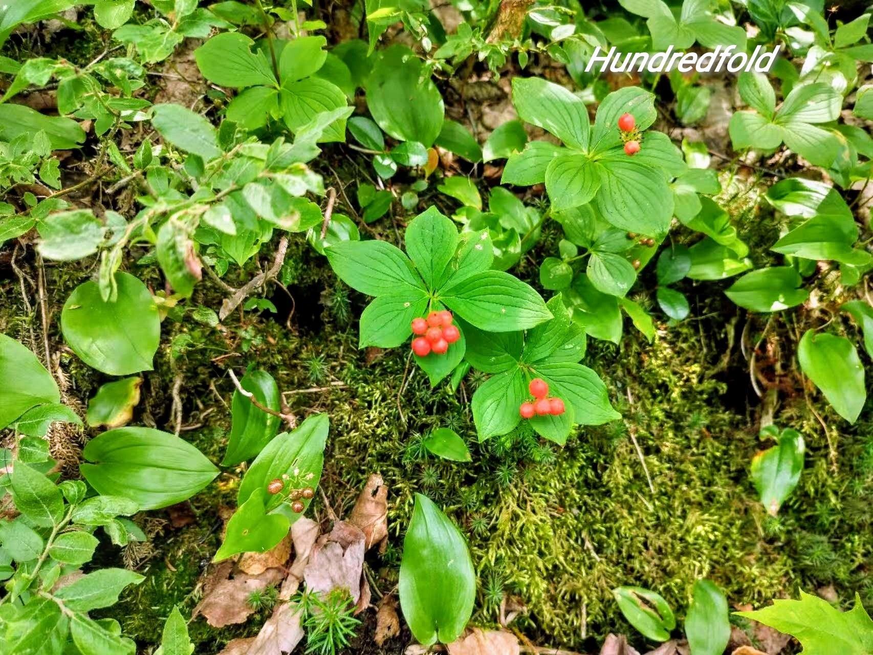 A serene moss-covered hillside in Northern Ontario, where wild Bunchberries thrive alongside blueberries and decaying birch leaves. Delicate red berry clusters dot the forest floor, illustrating the plant’s endangered ecosystem of cool, moist woodlands