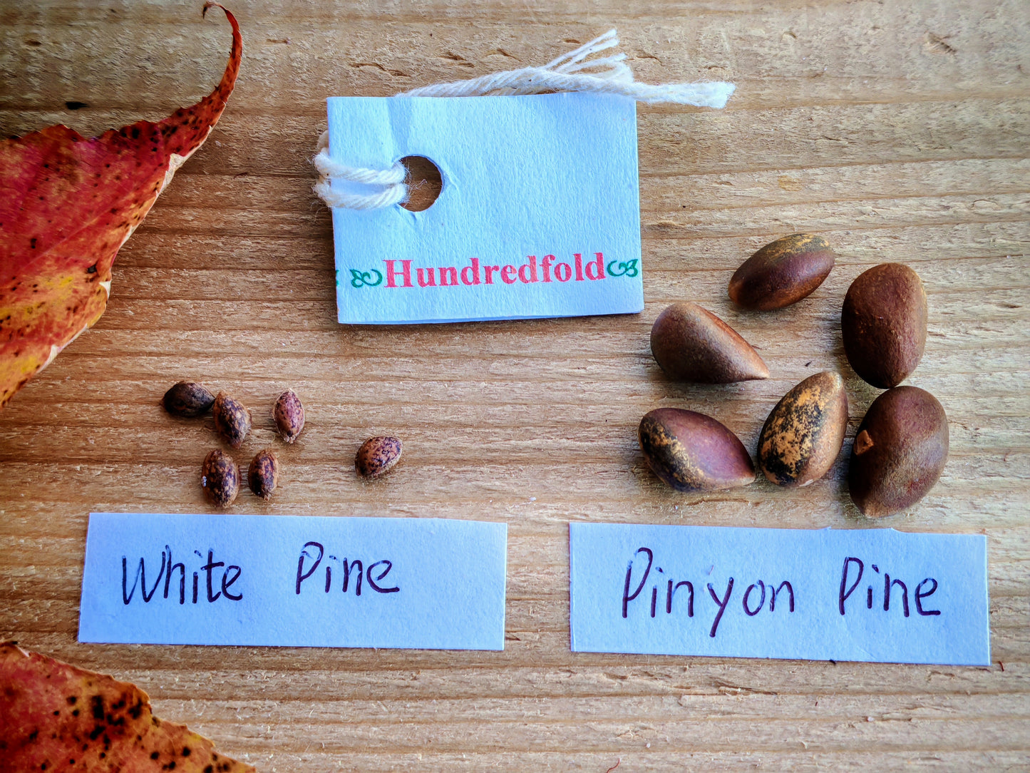 Colorado Pinyon Pine 10 Tree Seeds - Pinus edulis Aromatic Evergreen Produce Edible Nuts