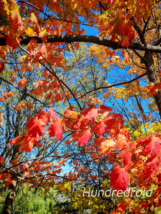 Hundredfold Sugar Maple Tree Seeds (100) – Acer Saccharum | Canada Native Hard Maple for Reforestation, Ecological Restoration & Habitat Projects | Cold-Hardy, Non-GMO