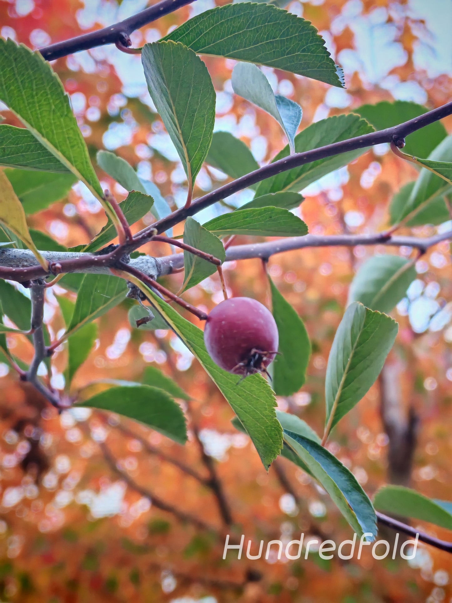 Hundredfold Cockspur Hawthorn 10 Seeds - Crataegus Crus-Galli, Newcastle Thorn,  Ornamental Tree, Lawn Tree, Produce White Flowers and Red Fruits Tree, 10 Seeds, White Flowering with Red Fruits