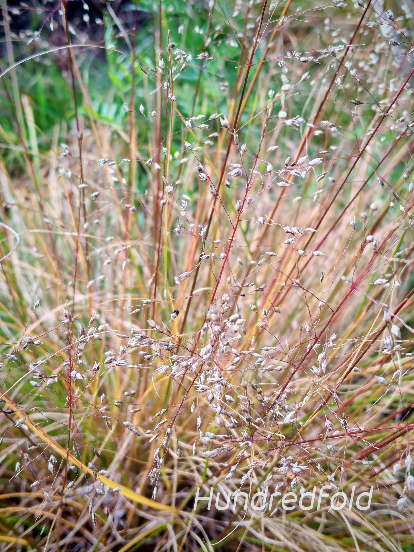Lot de 1000 graines de graminées à graines tombantes des Prairies - Sporobolus heterolepis Graminées ornementales en touffes, plante hôte pour la larve du papillon Skipper, appréciées pour les jardins indigènes et les prairies de fleurs sauvages