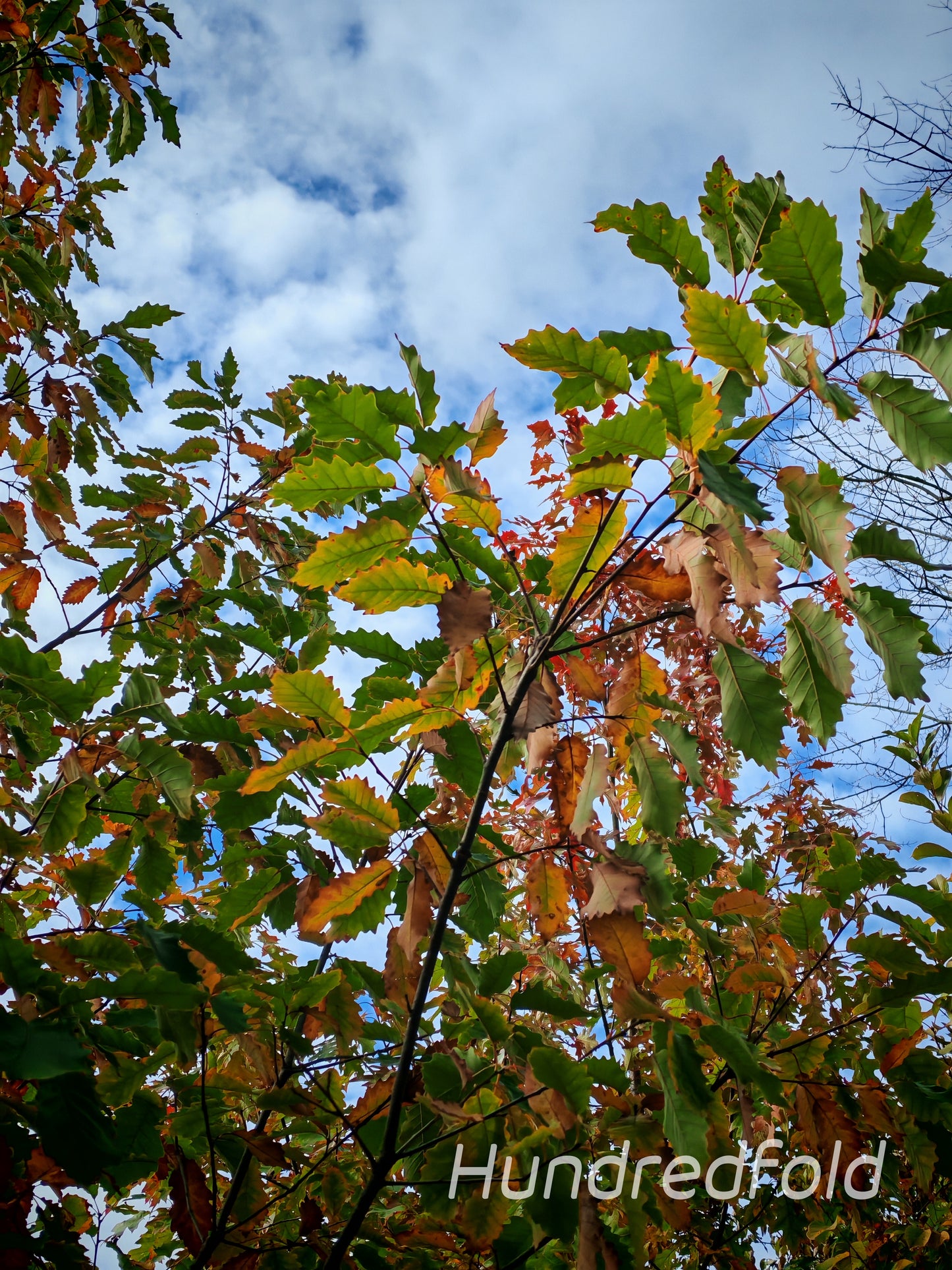 Chestnut Oak Seeds (Quercus montana) – 3 Fresh Acorns | Stately Native Shade Tree