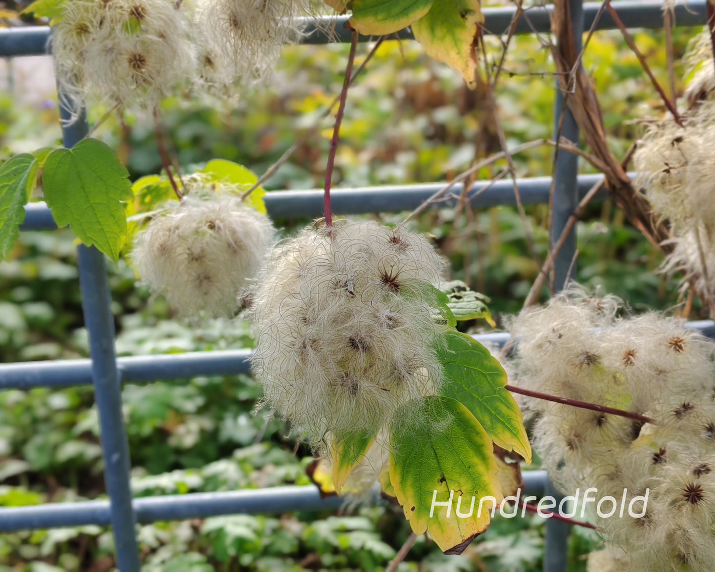 Clématite virginienne 20 graines par Hundredfold - Clématite virginienne Barbe de vieil homme Canada USA Plante grimpante vivace indigène, idéale pour les clôtures, les poteaux et les tonnelles 