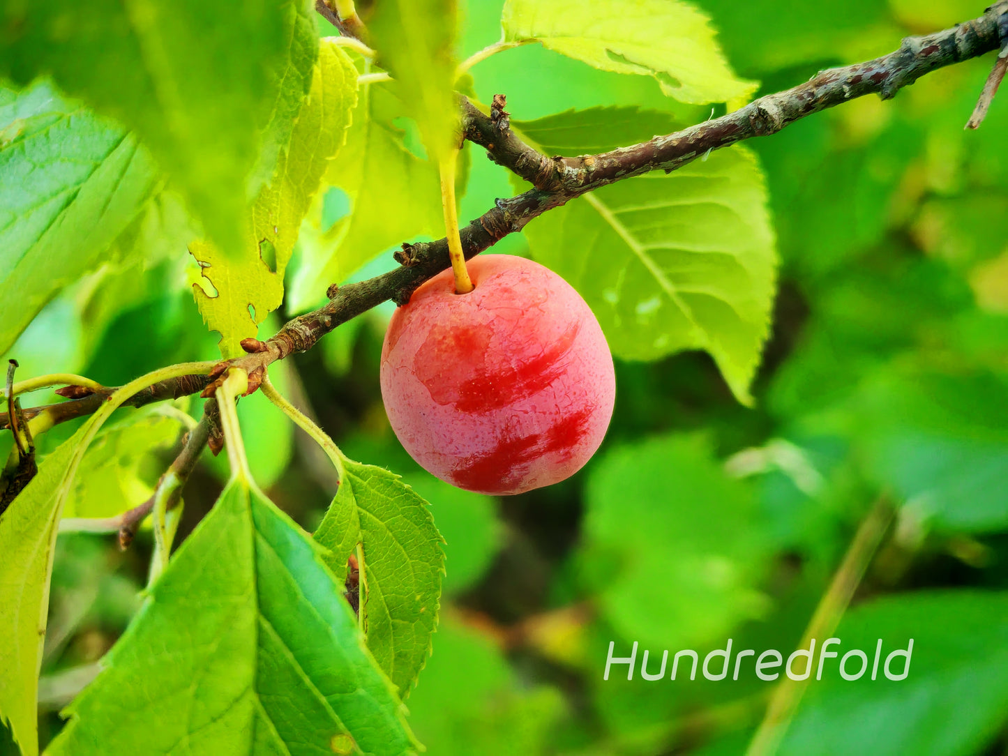 American Plum Seeds (5) – Wild Native Fruit Tree | Prunus americana | Non-GMO, Cold Hardy, Edible, Wildlife-Friendly