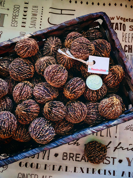 Rare Ontario Black Walnut Tree Seeds (No Husk) – 5 Pounds | Juglans nigra | Canadian Native Nuts