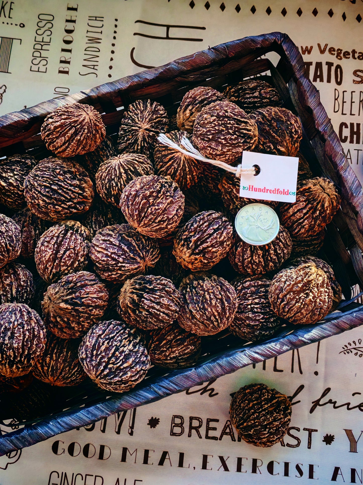 Rare Ontario Black Walnut Tree Seeds – 2 Pounds (No Husk) | Juglans nigra | Canadian Native Nuts