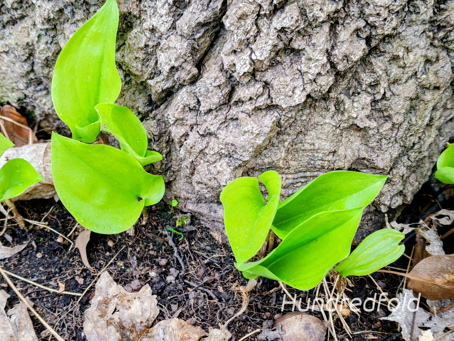 Canada Mayflower 10 Wildflower Seeds - Maianthemum canadense Canada Native Perennial Ground Cover with Decorating Berries, Shade Garden Staple | Hundredfold