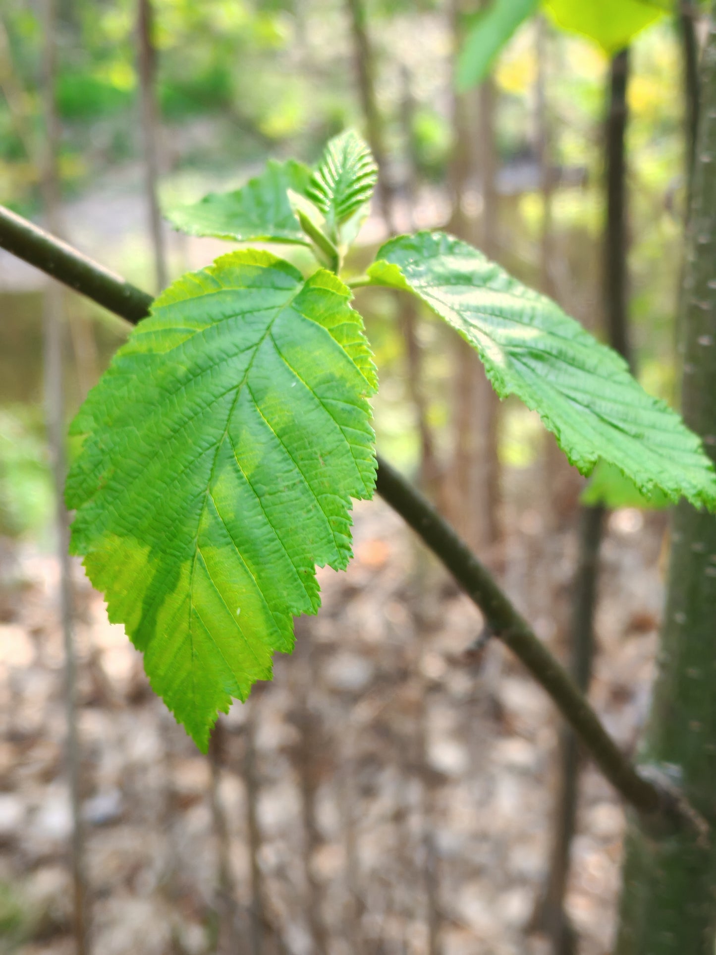 Speckled Alder Gray Alder 50 Seeds - Alnus incana Tag Alder Erosion Control and Nitrogen Fixer Tree or Shrub