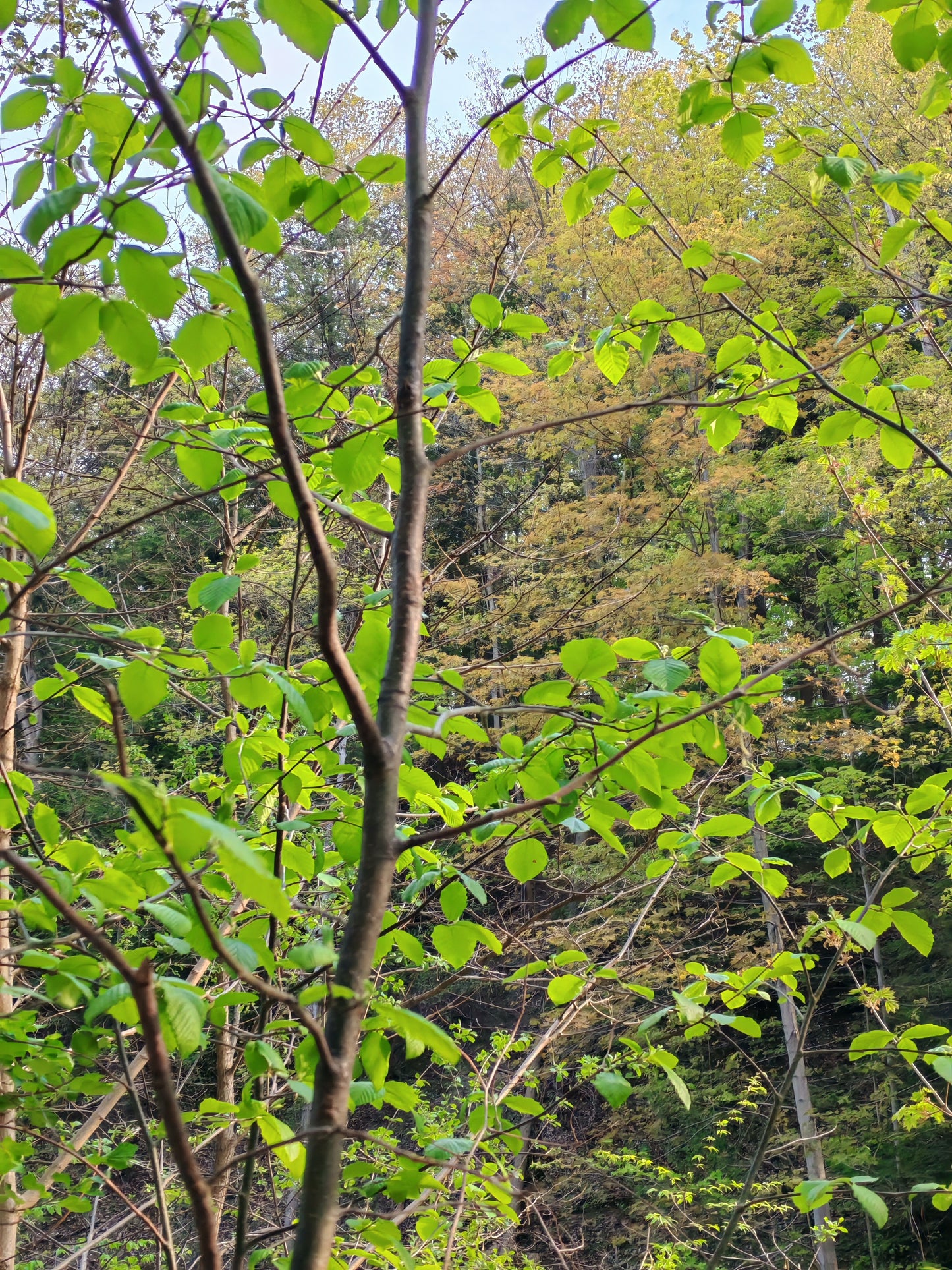 Speckled Alder Gray Alder 50 Seeds - Alnus incana Tag Alder Erosion Control and Nitrogen Fixer Tree or Shrub
