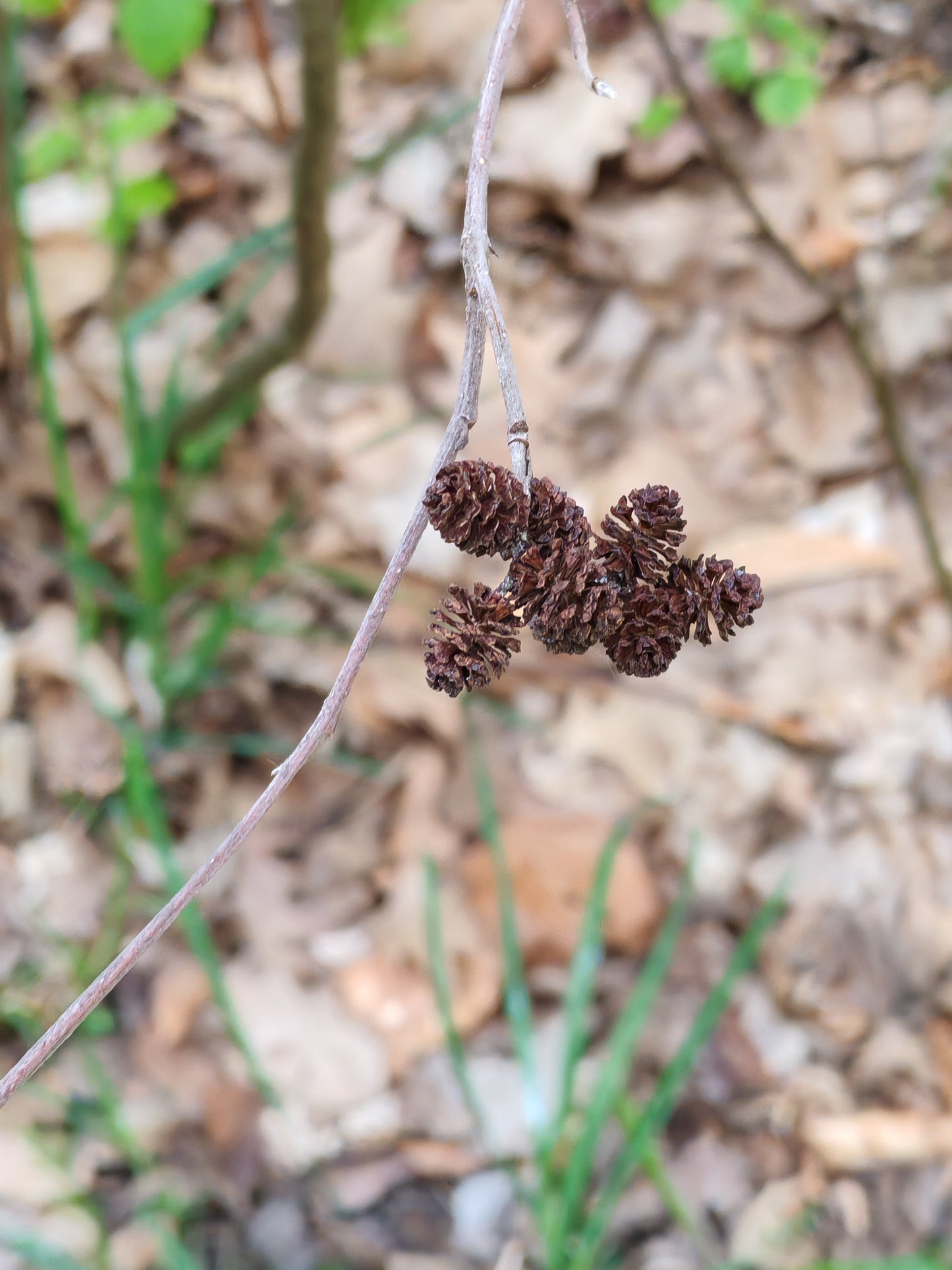 Speckled Alder Gray Alder 50 Seeds - Alnus incana Tag Alder Erosion Control and Nitrogen Fixer Tree or Shrub