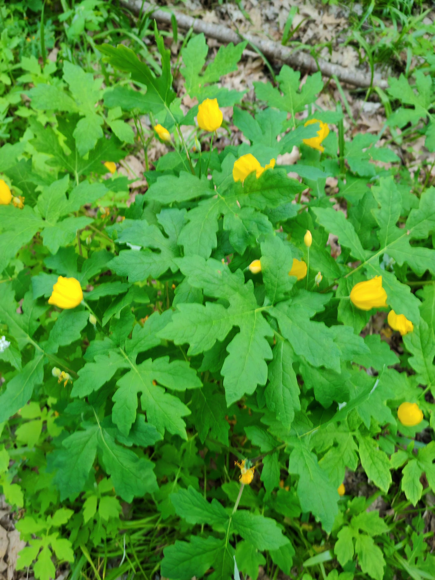 Wood Poppy Celandine Poppy 30 Wildflower Seeds -  Stylophorum diphyllum Woodland Garden