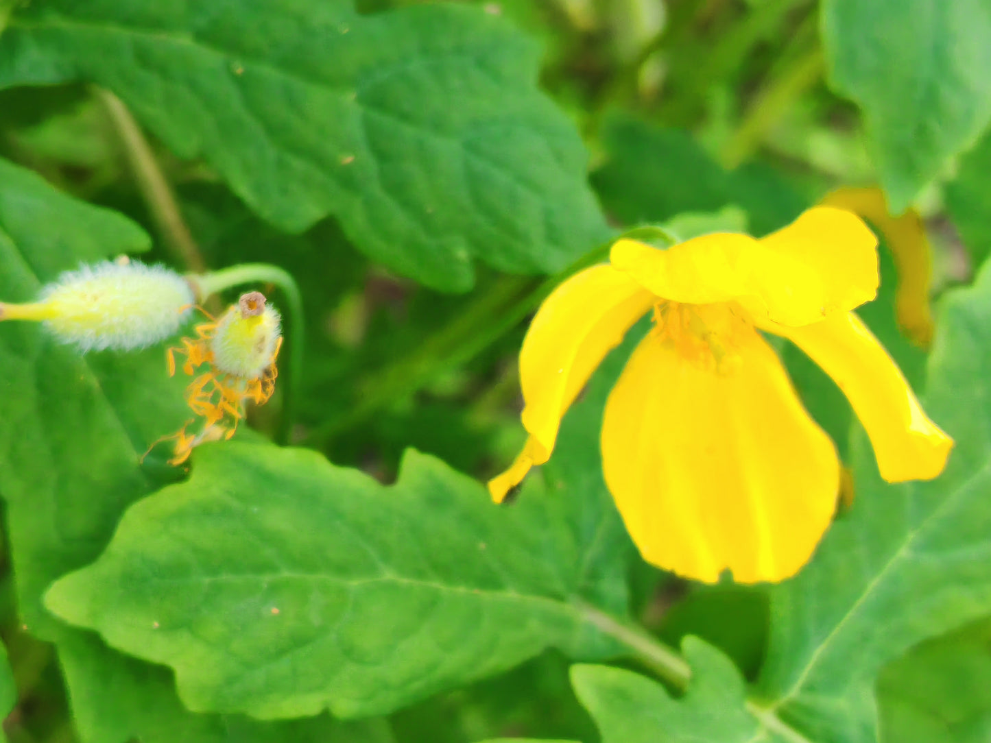 Wood Poppy Celandine Poppy 30 Wildflower Seeds -  Stylophorum diphyllum Woodland Garden
