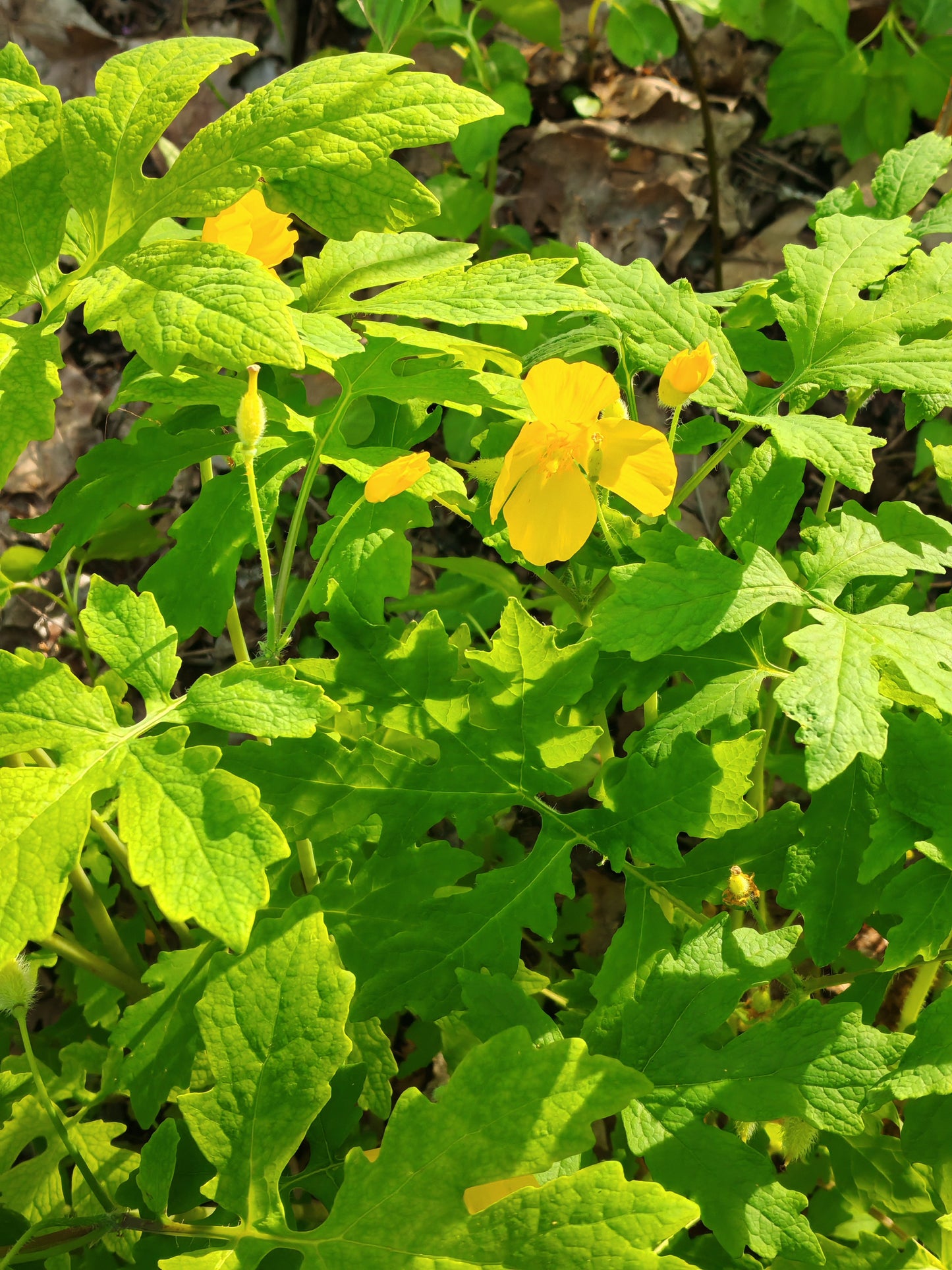Wood Poppy Celandine Poppy 30 Wildflower Seeds -  Stylophorum diphyllum Woodland Garden
