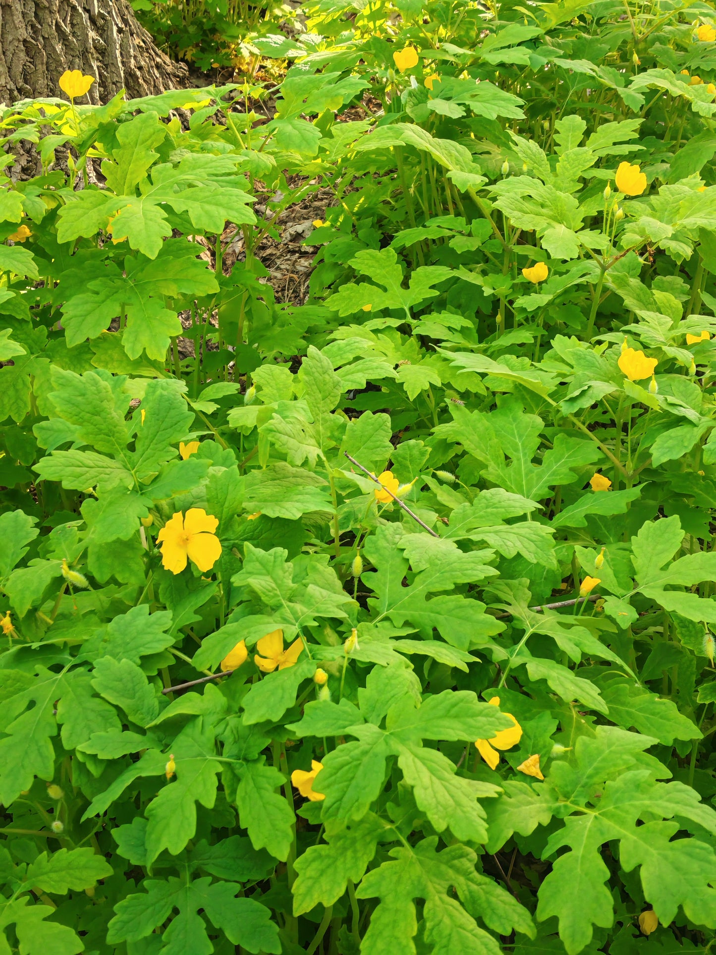 Wood Poppy Celandine Poppy 30 Wildflower Seeds -  Stylophorum diphyllum Woodland Garden
