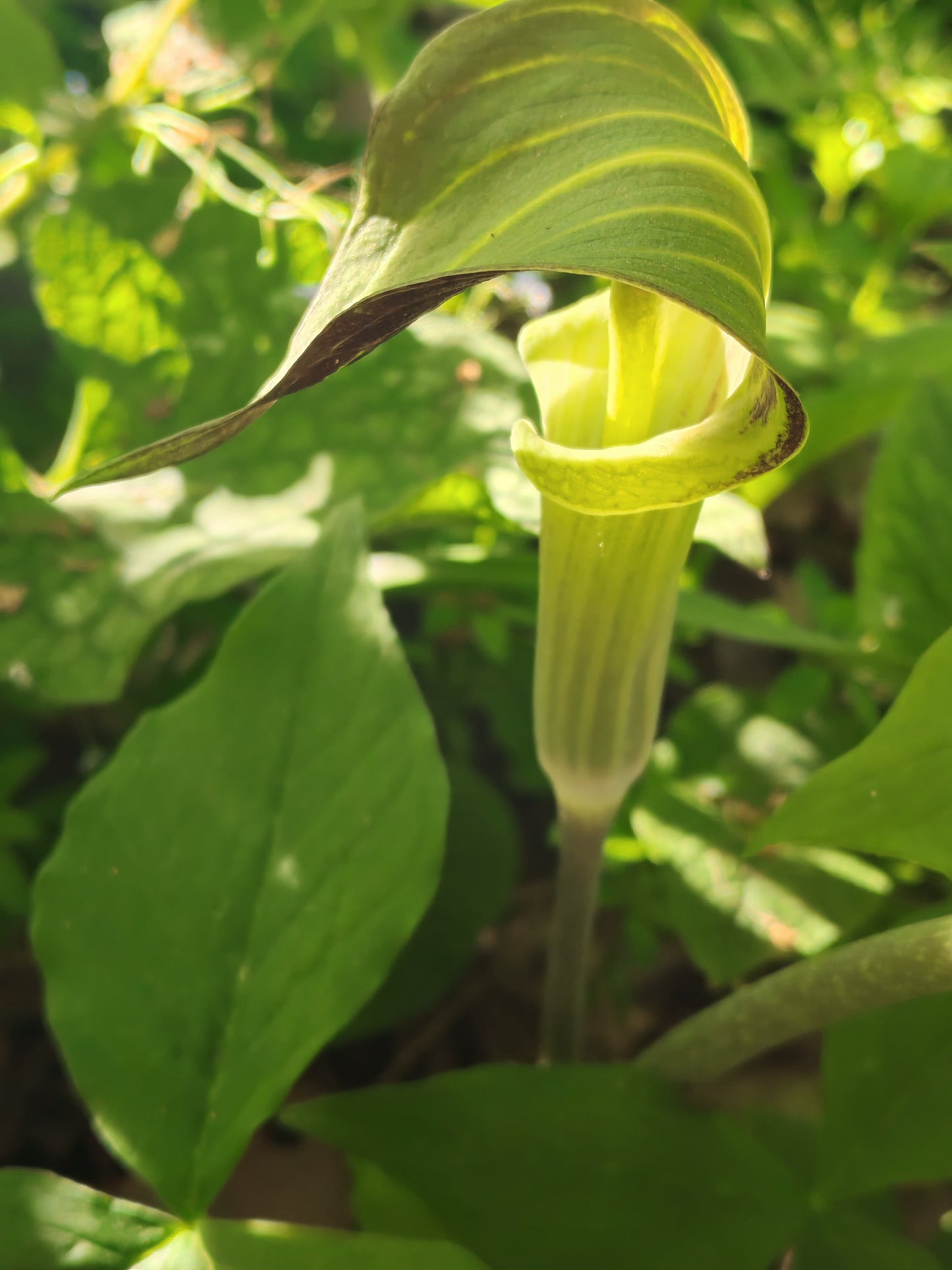 Jack-in-the-Pulpit (Arisaema triphyllum) Woodland Wildflower & Fall Berries – 10 Seeds – Hundredfold