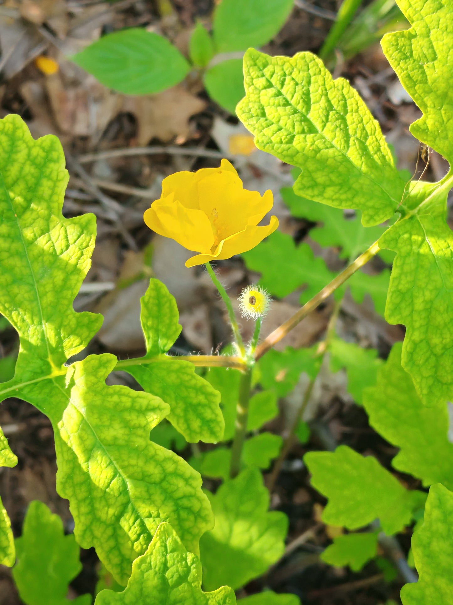 Wood Poppy Celandine Poppy 30 Wildflower Seeds -  Stylophorum diphyllum Woodland Garden