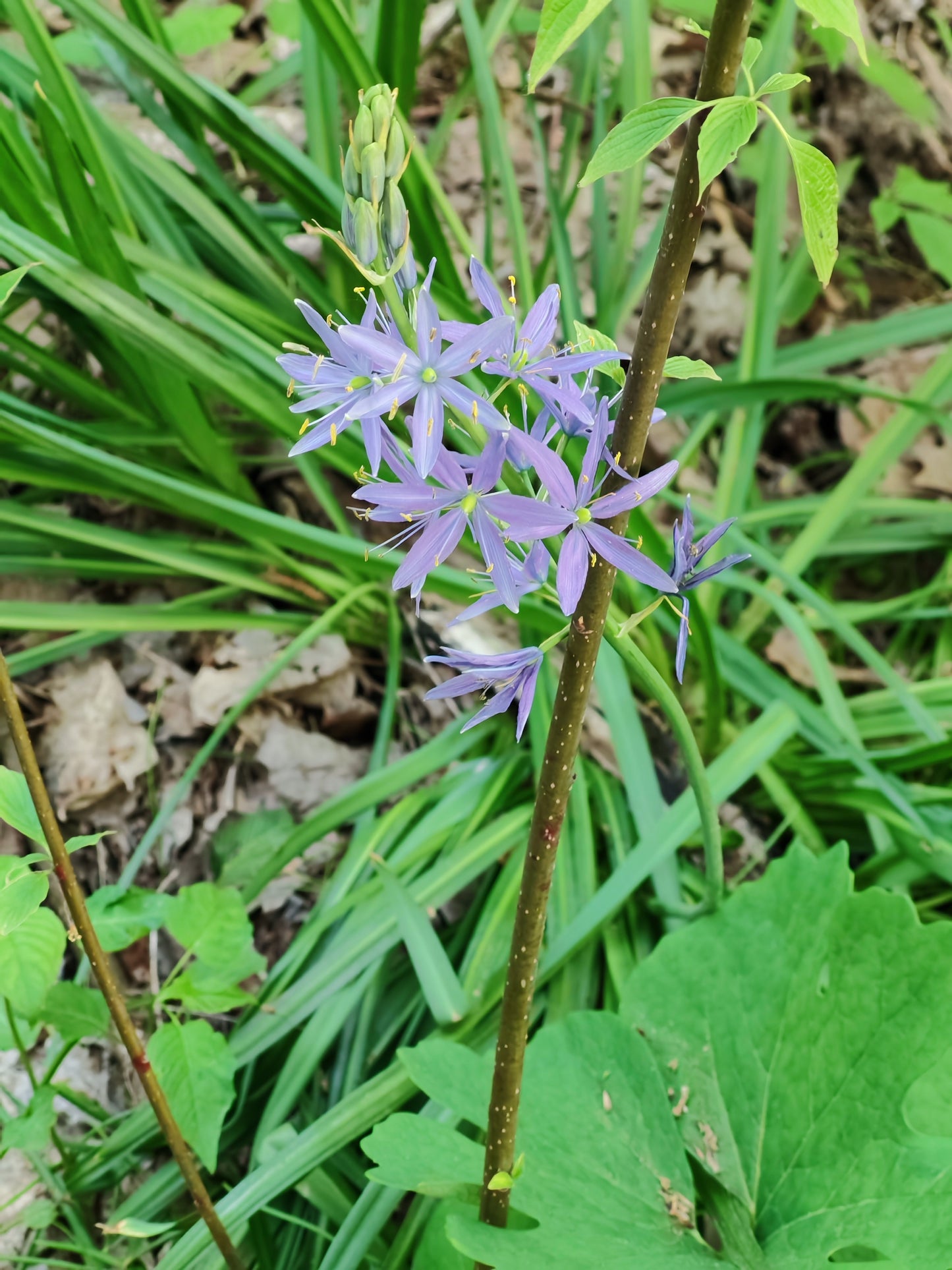 Wild Hyacinth Seeds - Camassia scilloides Atlantic Camas, Native Wildflower, 20 Seeds by Hundredfold