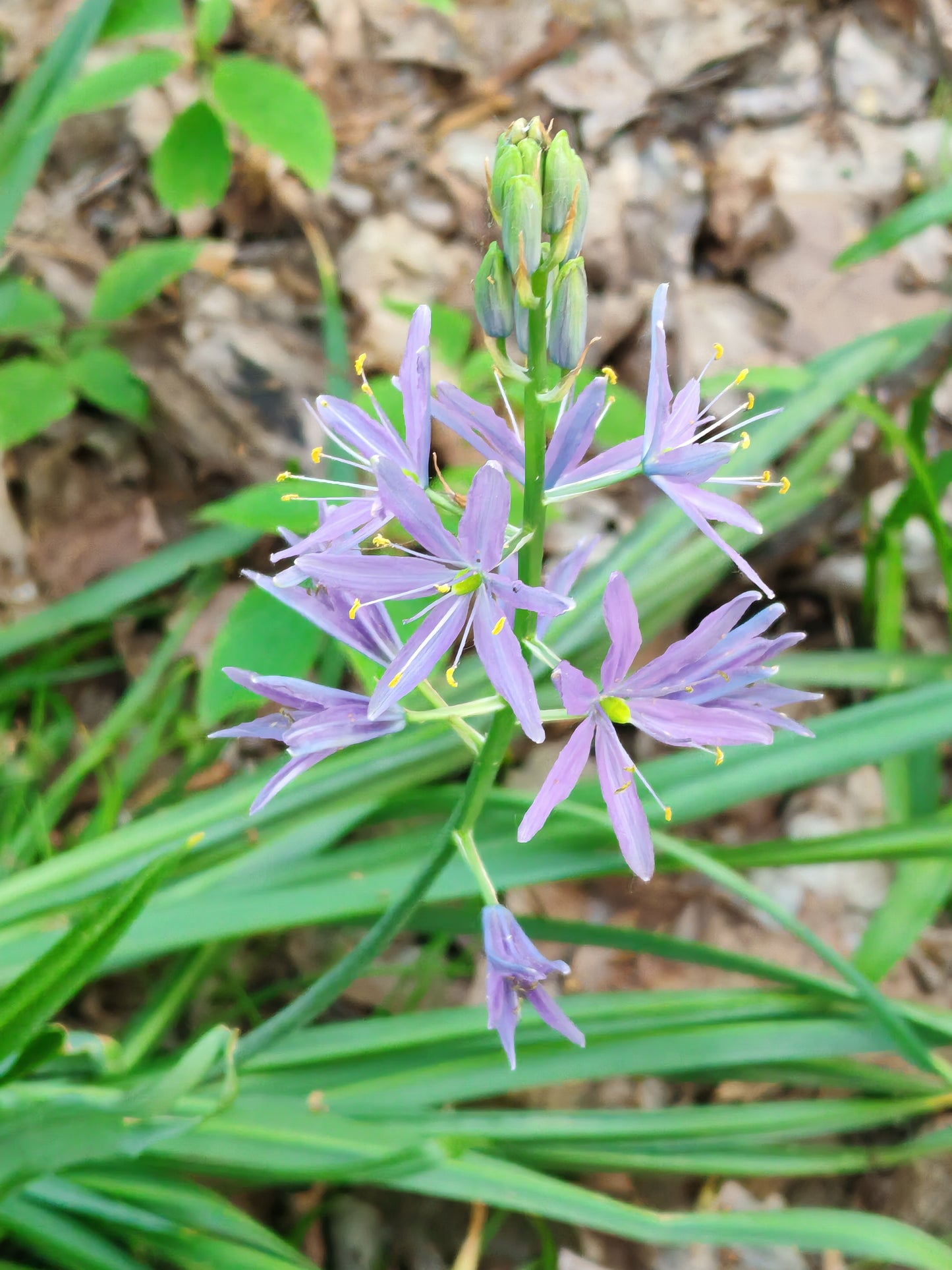 Wild Hyacinth Seeds - Camassia scilloides Atlantic Camas, Native Wildflower, 20 Seeds by Hundredfold