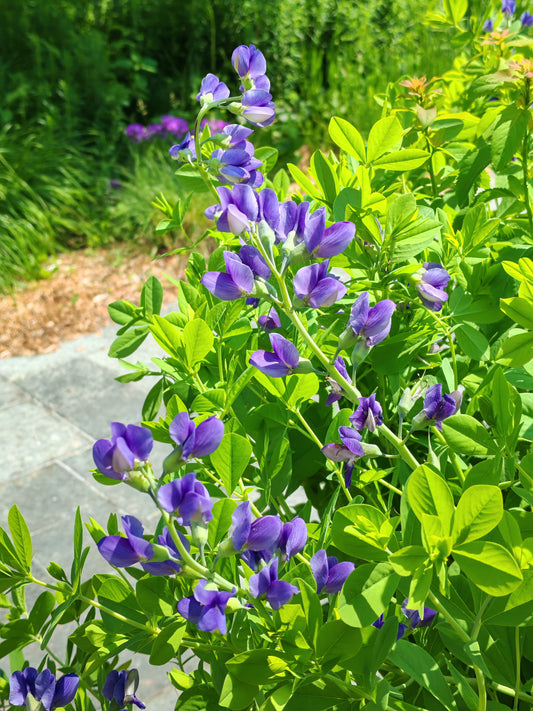 Blue Wild Indigo Flower 30 Seeds - Baptisia Australis False Indigo Native Prairie Wildflower
