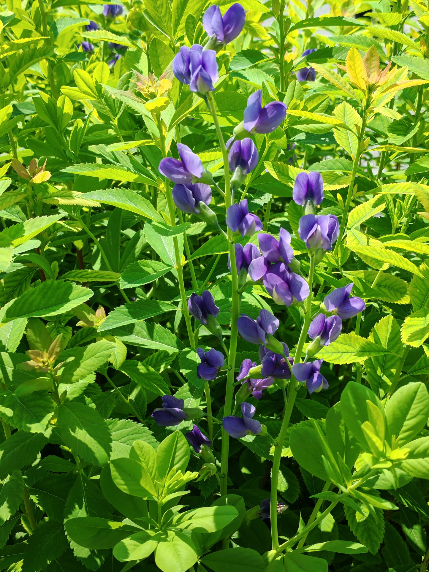 Blue Wild Indigo Flower 30 Seeds - Baptisia Australis False Indigo Native Prairie Wildflower