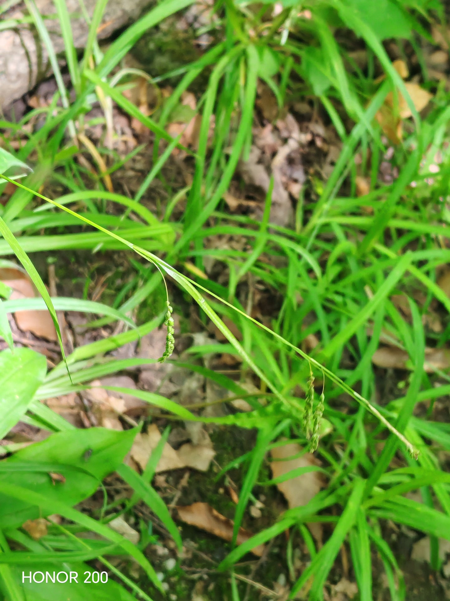 Drooping woodland sedge 30 Seeds - Carex arctata Drooping Wood Sedge