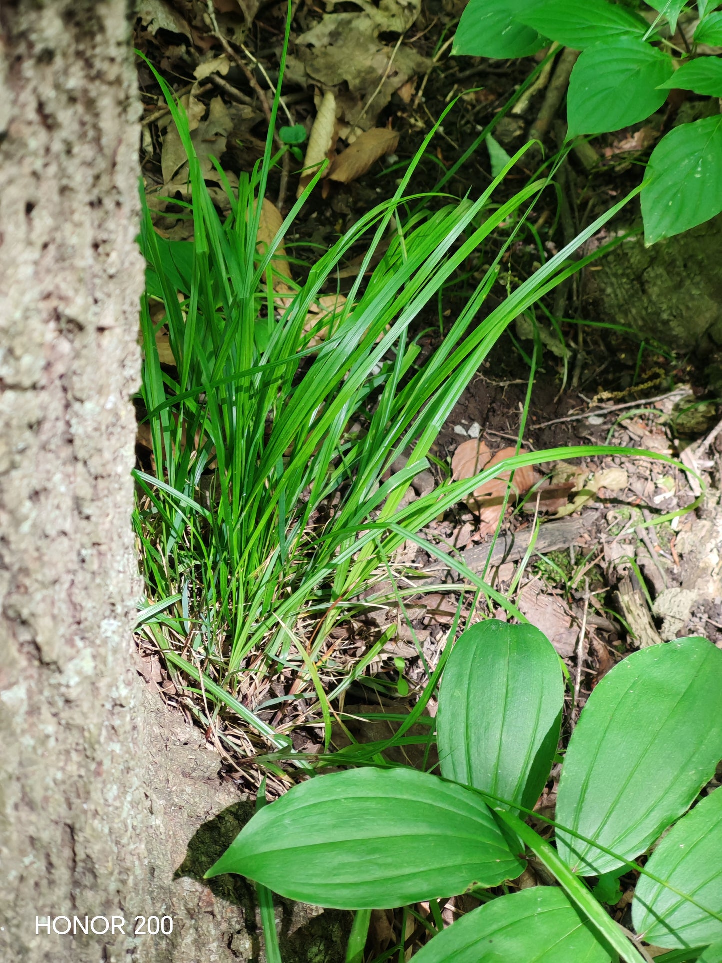 Drooping woodland sedge 30 Seeds - Carex arctata Drooping Wood Sedge