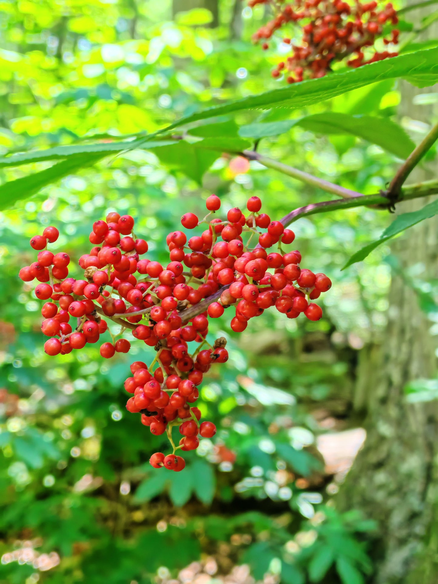 Red Elderberry Scarlet Elder 20 Shrub Seeds - Sambucus racemosa Canada Native Tree