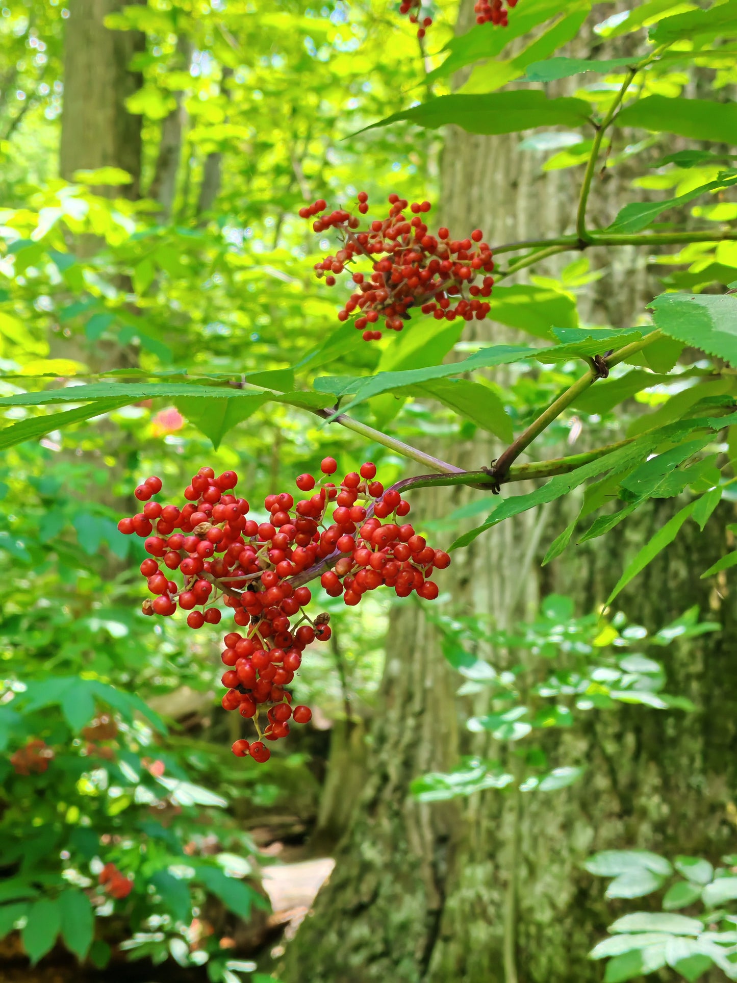 Red Elderberry Scarlet Elder 20 Shrub Seeds - Sambucus racemosa Canada Native Tree