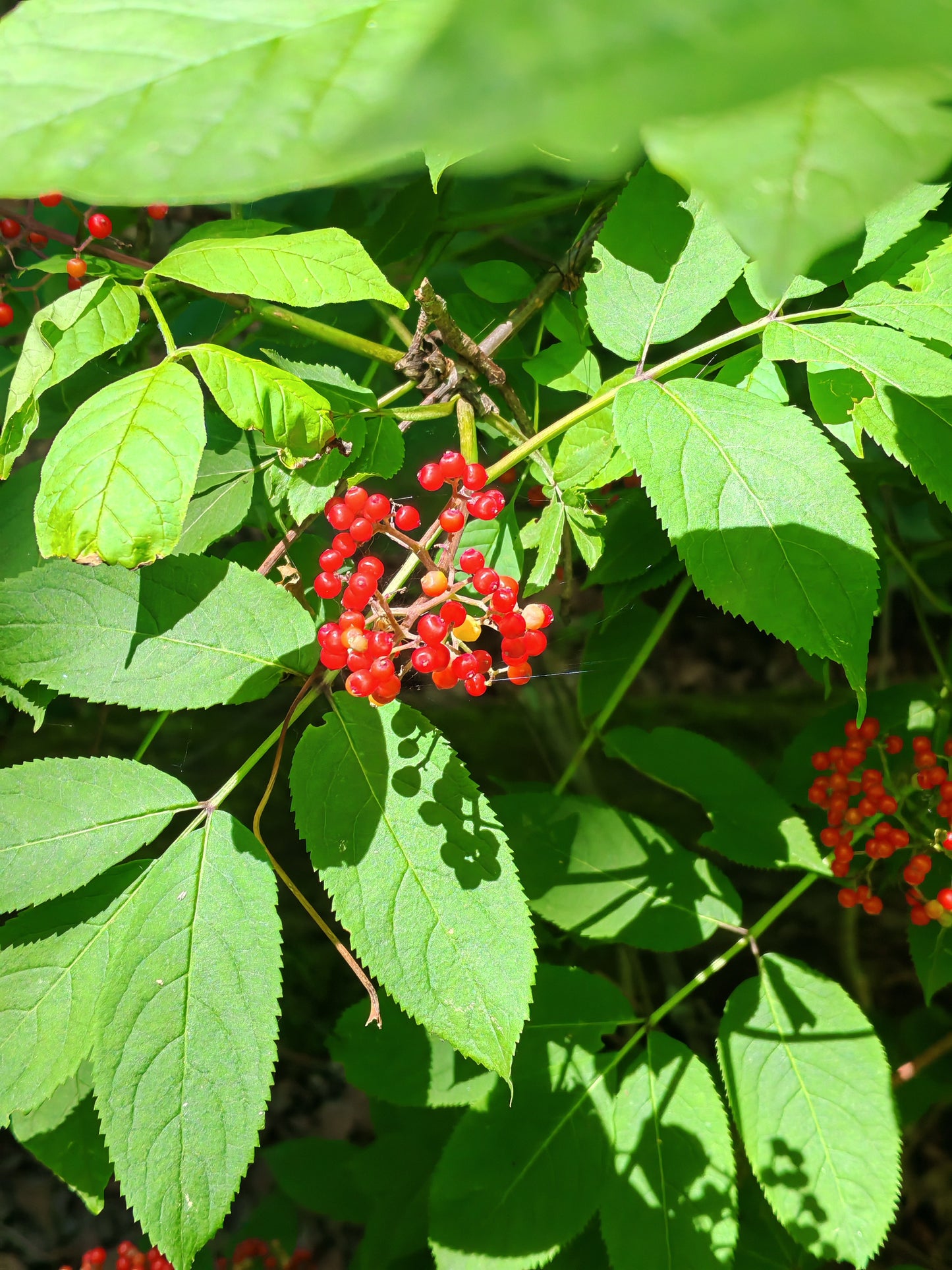 Red Elderberry Scarlet Elder 20 Shrub Seeds - Sambucus racemosa Canada Native Tree