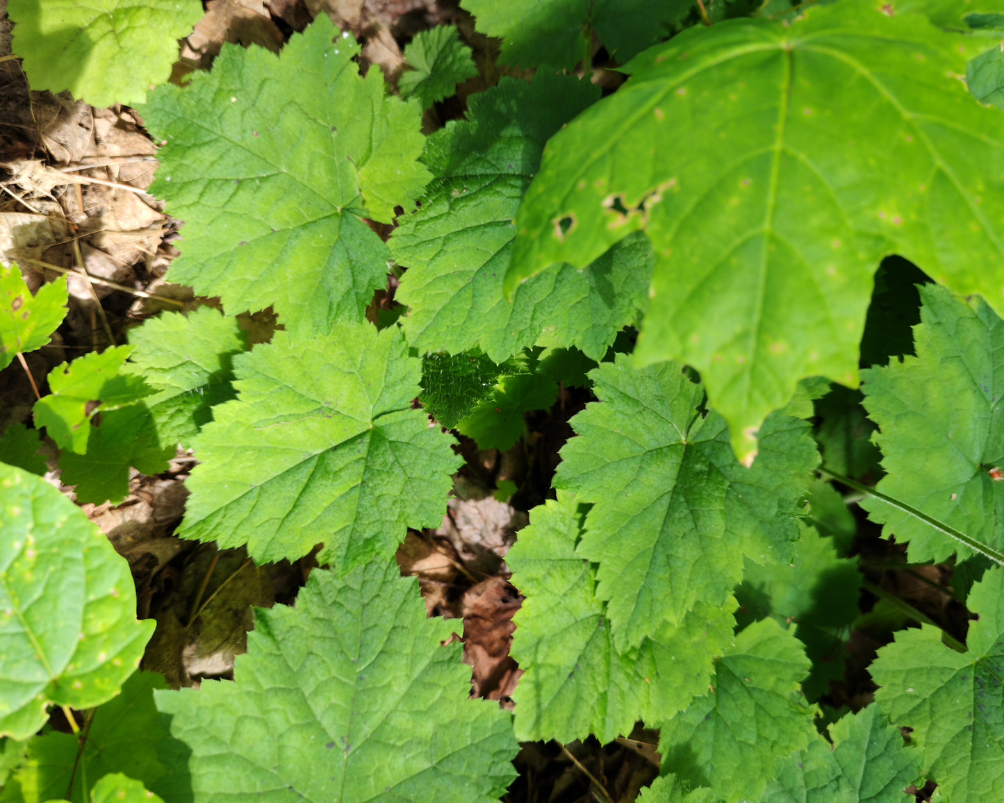 Foam Flower 30 Seeds - Tiarella cordifolia Woodland Ground Cover Eastern Native Wildflower