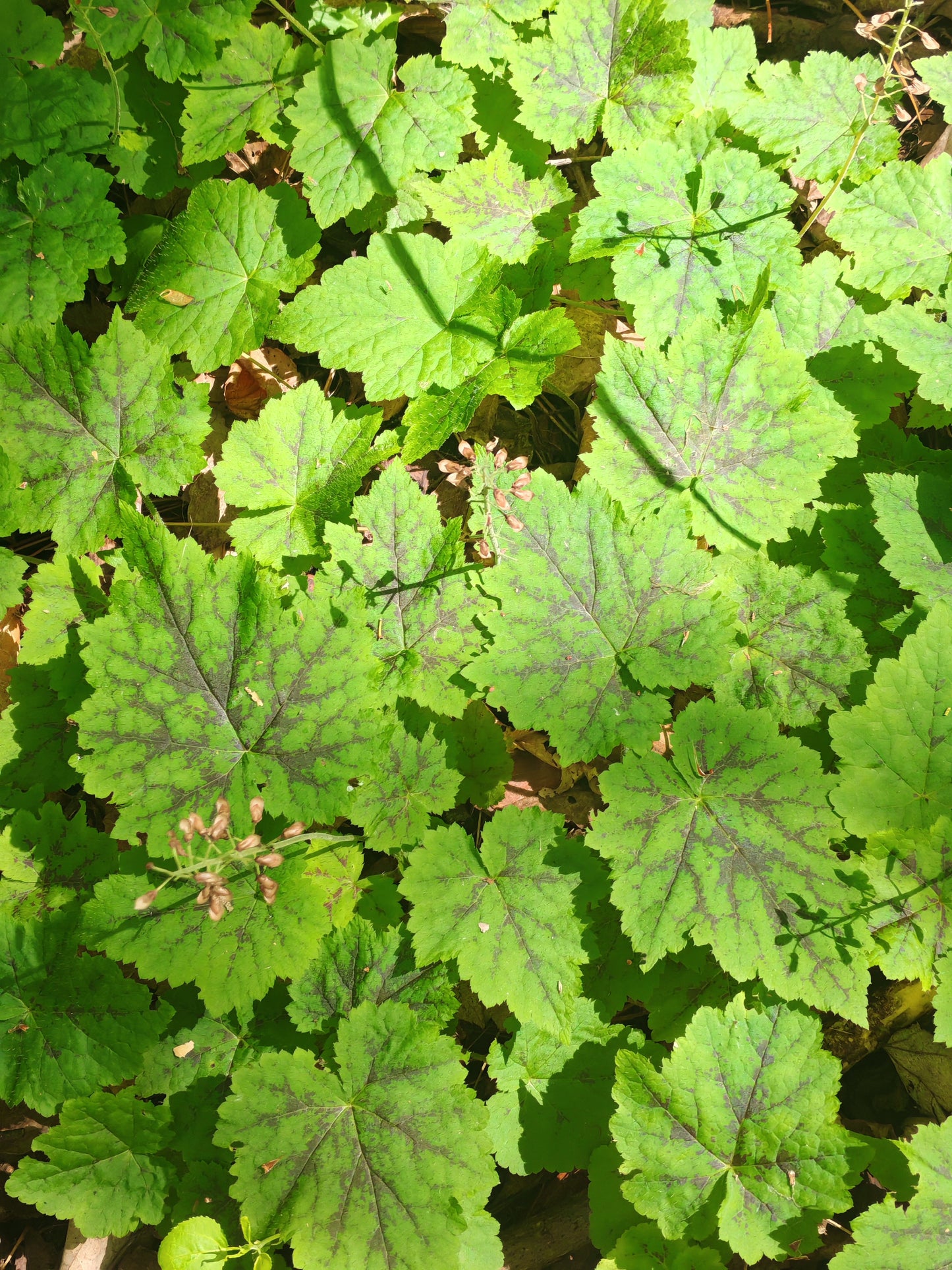 Foam Flower 30 Seeds - Tiarella cordifolia Woodland Ground Cover Eastern Native Wildflower