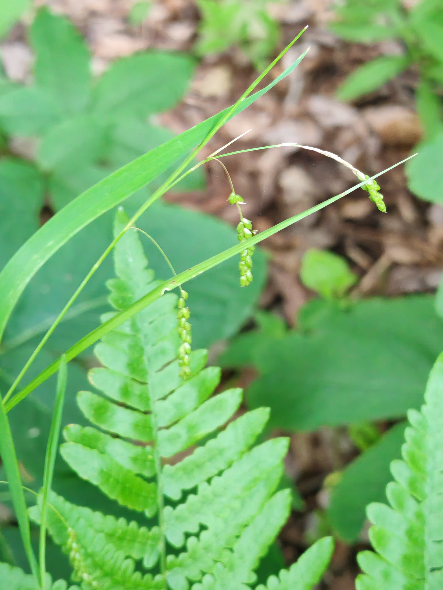 Drooping woodland sedge 30 Seeds - Carex arctata Drooping Wood Sedge