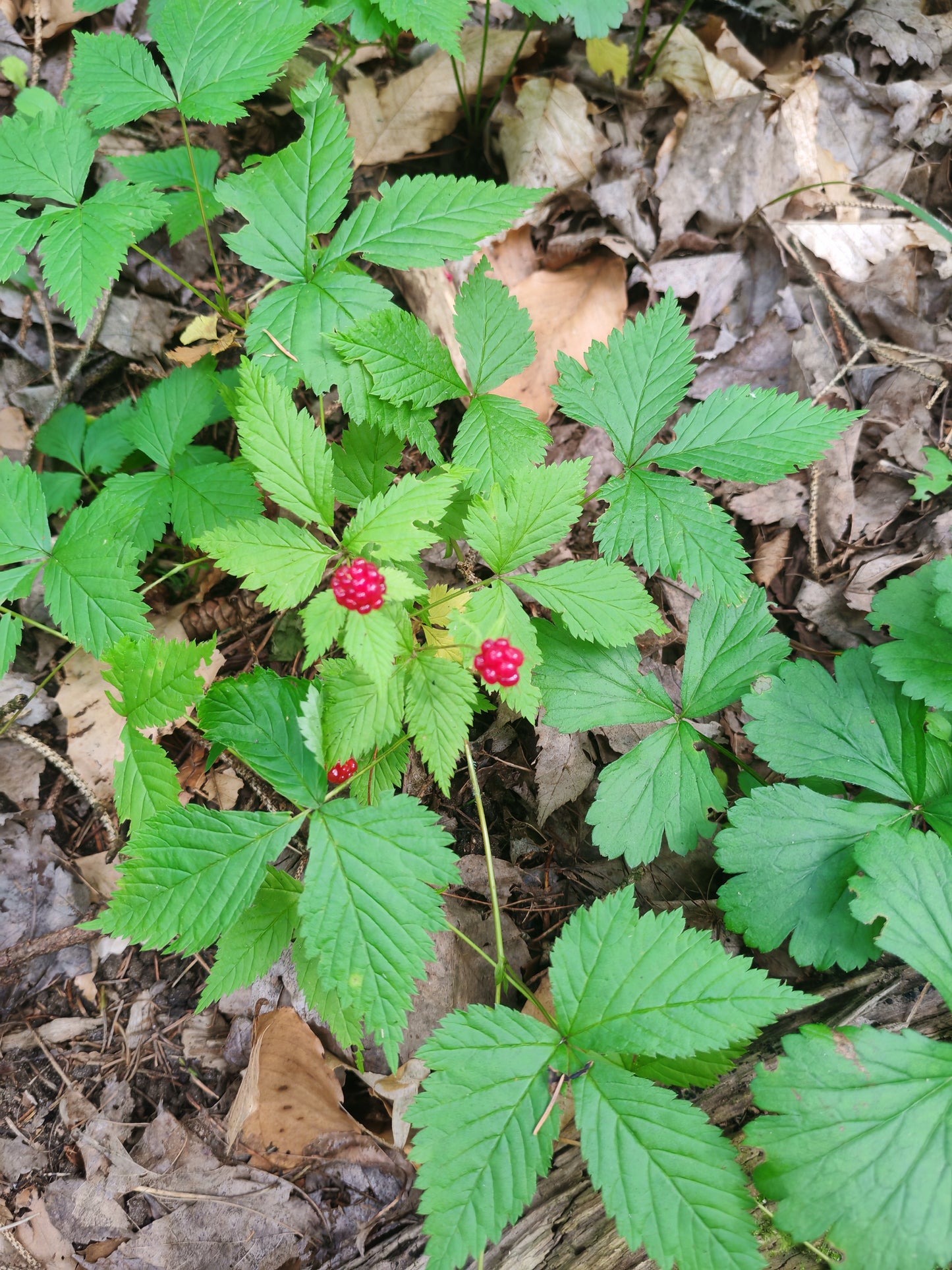 Dewberry Dwarf Raspberry 20 Seeds - Rubus pubescens,Trailing Raspberry Trailing Raspberry | Excellent Groundcover for Wooded Areas