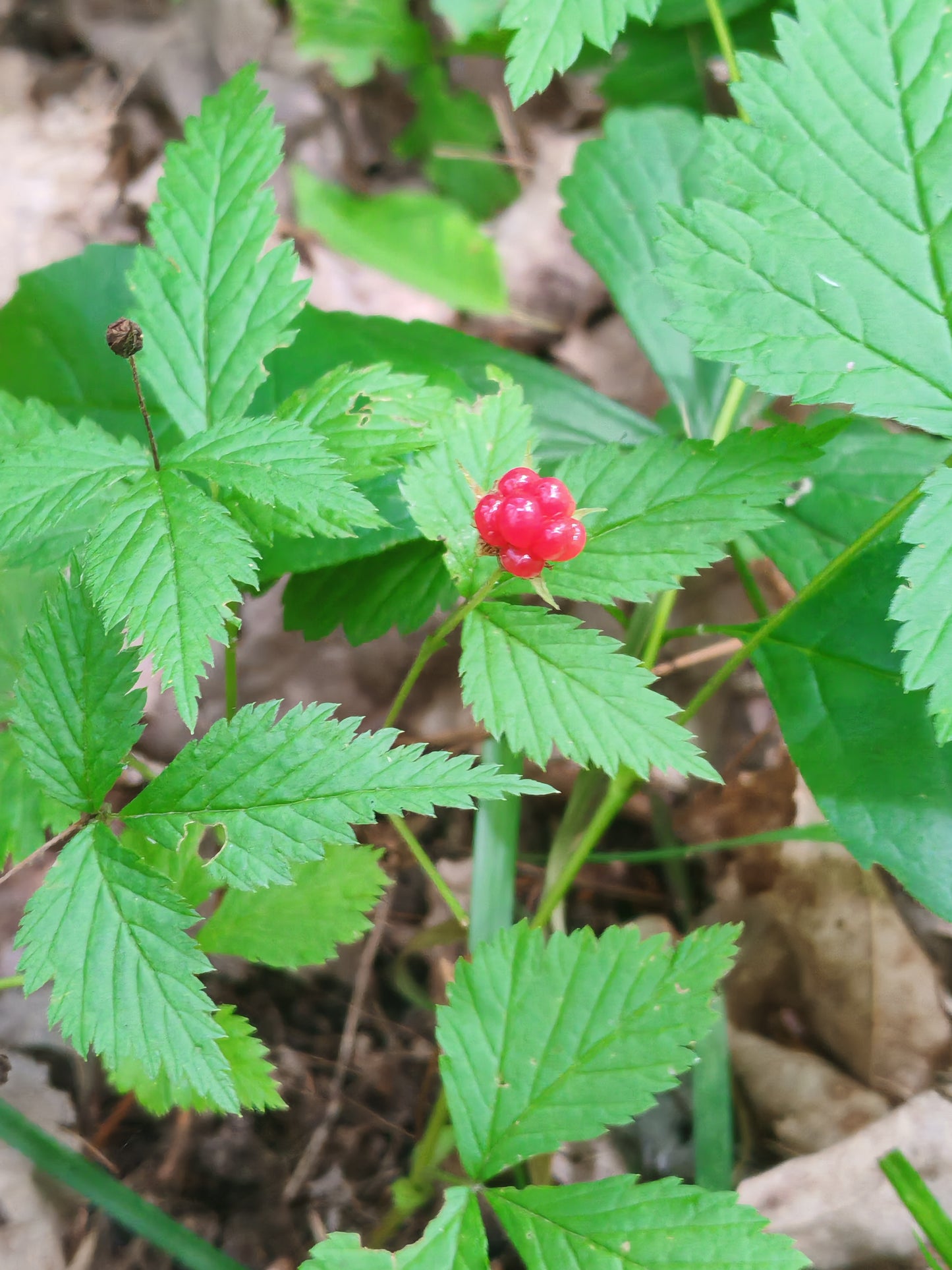 Dewberry Dwarf Raspberry 20 Seeds - Rubus pubescens,Trailing Raspberry Trailing Raspberry | Excellent Groundcover for Wooded Areas