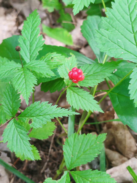 Dewberry Dwarf Raspberry 20 Seeds - Rubus pubescens,Trailing Raspberry Trailing Raspberry | Excellent Groundcover for Wooded Areas