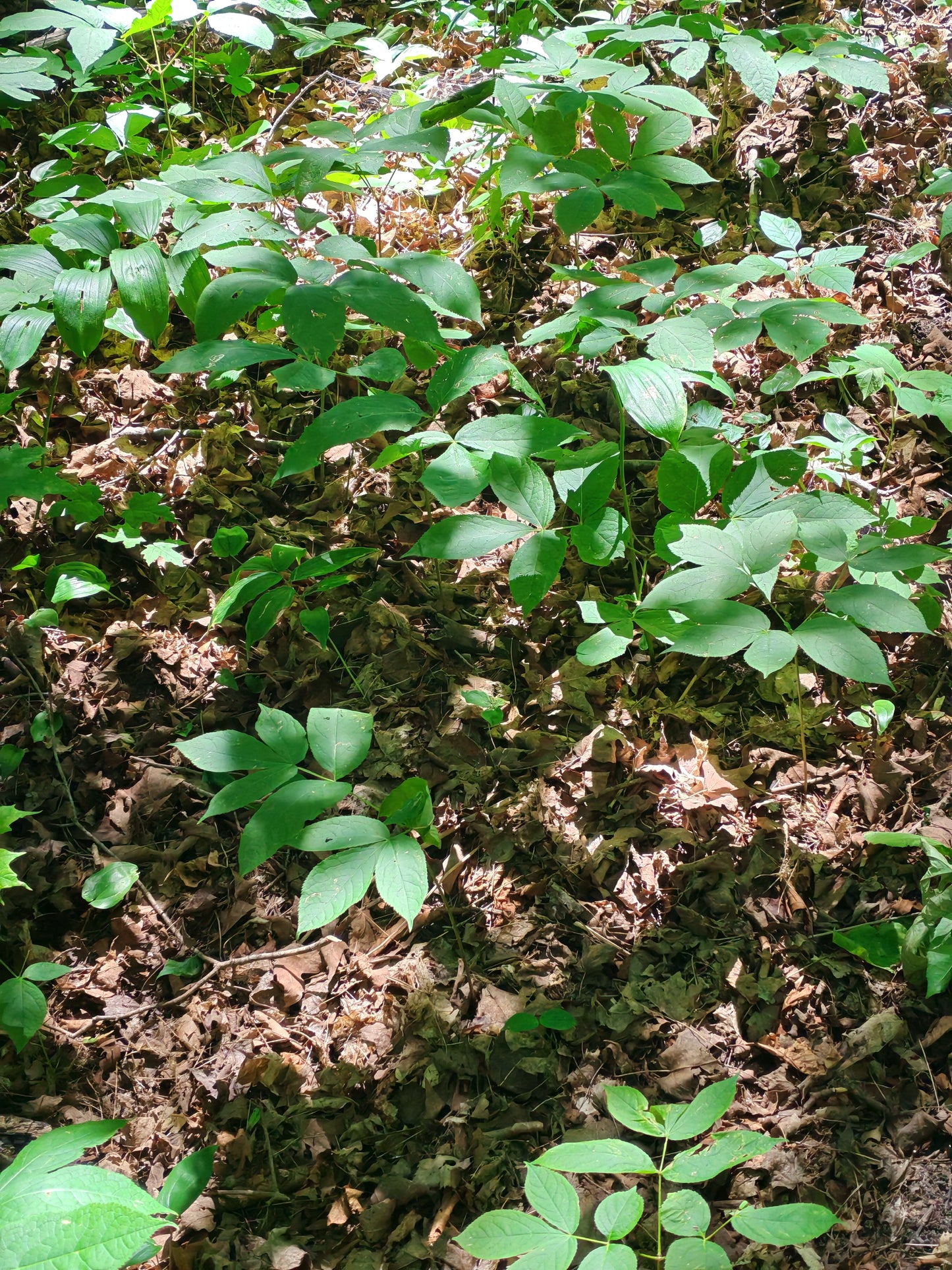 Wild Sarsaparilla (Aralia nudicaulis) -20 Seeds | Canada Native Wildflower, Shade-Tolerant Perennial | Woodland Herb for Shade Gardens, Natural Landscaping