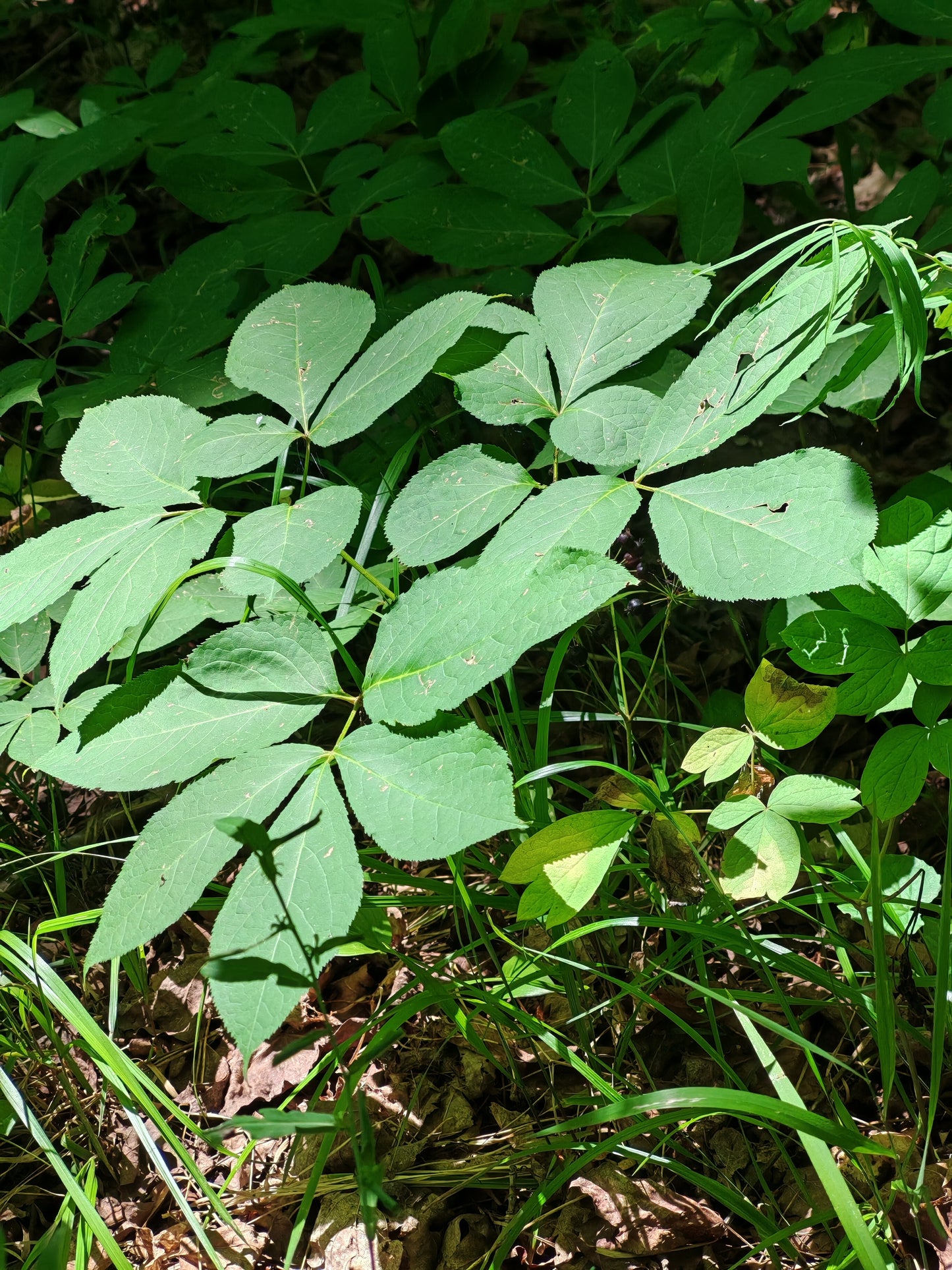 Wild Sarsaparilla (Aralia nudicaulis) -20 Seeds | Canada Native Wildflower, Shade-Tolerant Perennial | Woodland Herb for Shade Gardens, Natural Landscaping