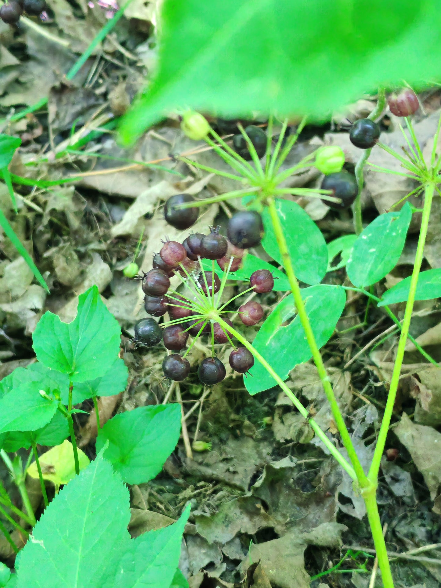 Purple berries of wild sarsaparilla in a separate stem of the plant.