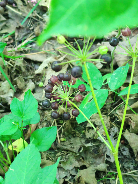 Purple berries of wild sarsaparilla in a separate stem of the plant.