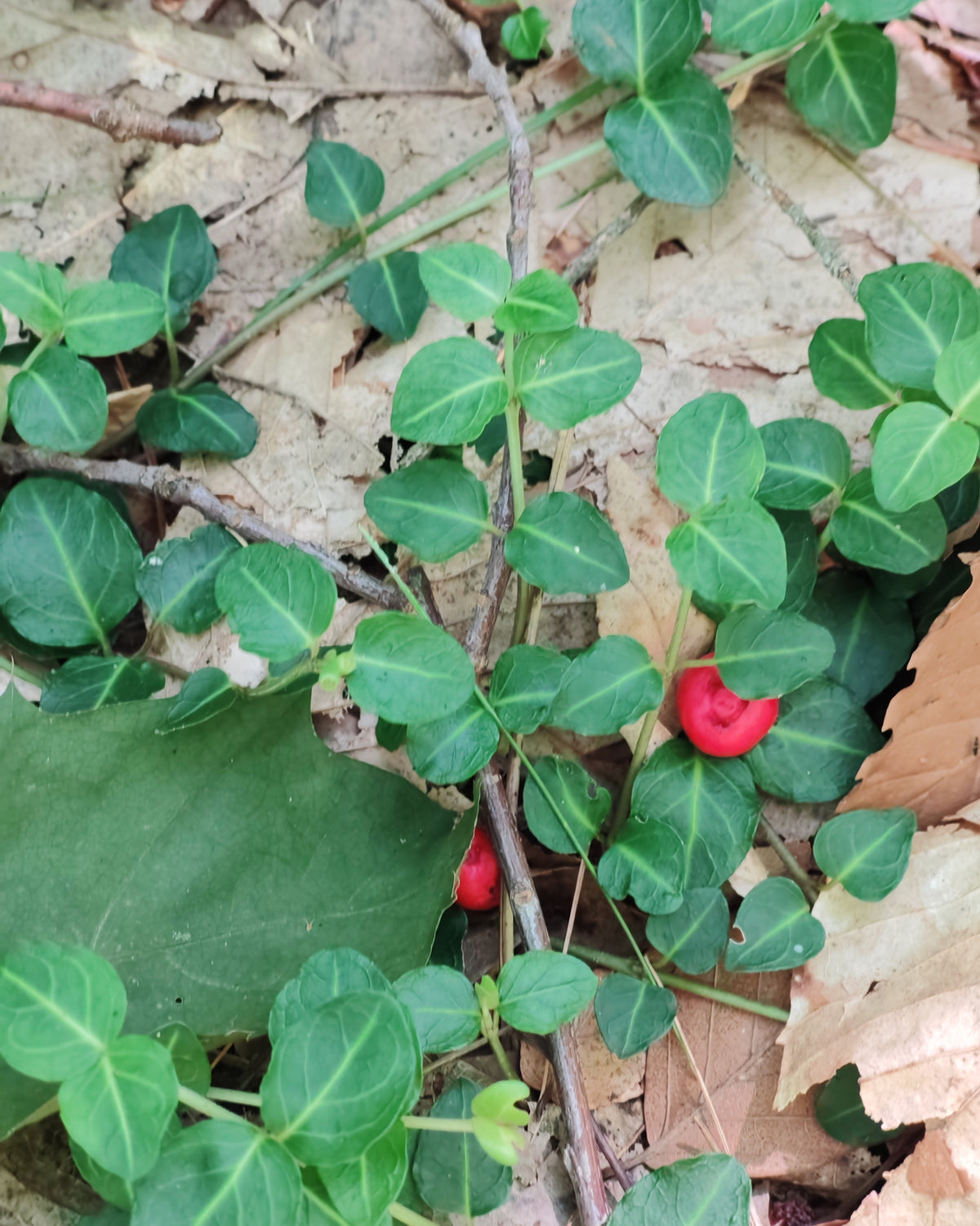 20 Partridgeberry Seeds – Mitchella repens | Native Groundcover for Eastern Canada & USA