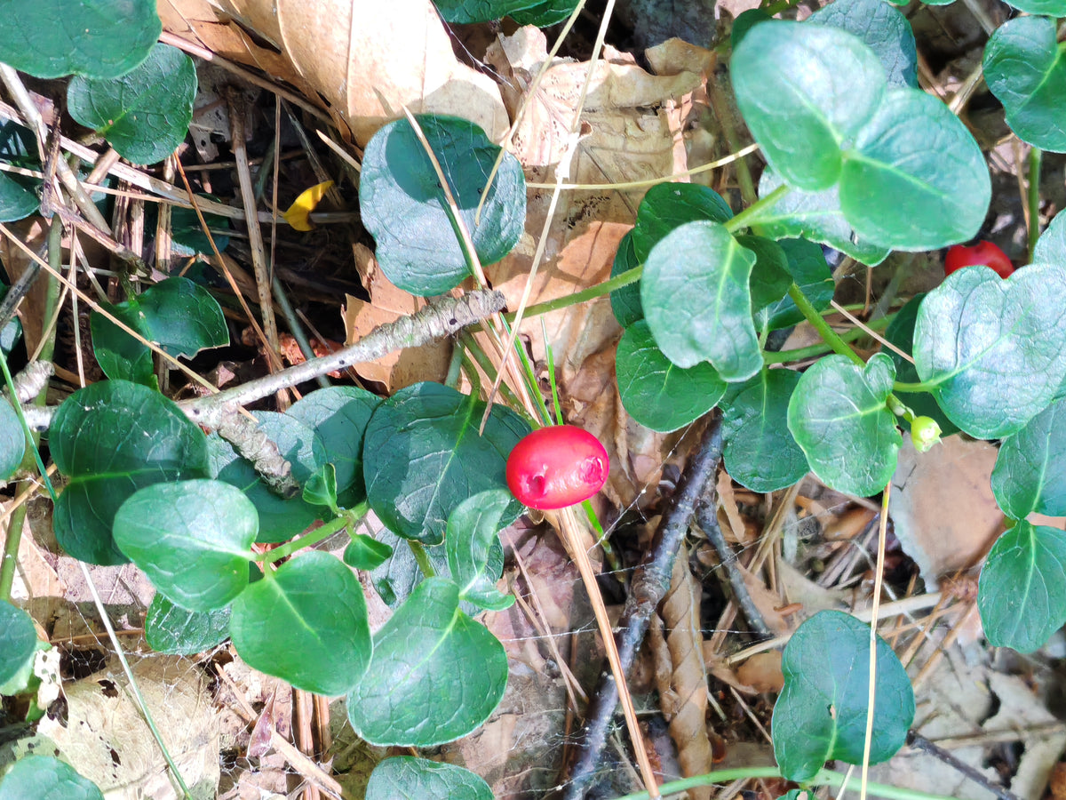 20 Partridgeberry Seeds – Mitchella repens | Native Groundcover for Eastern Canada & USA
