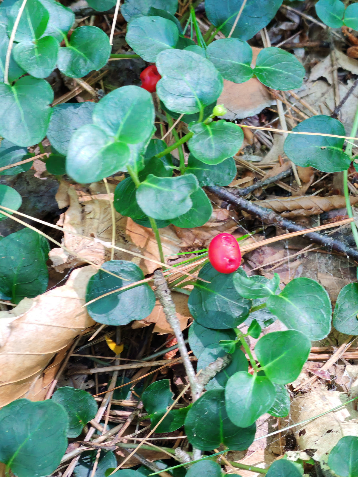 20 Partridgeberry Seeds – Mitchella repens | Native Groundcover for Eastern Canada & USA