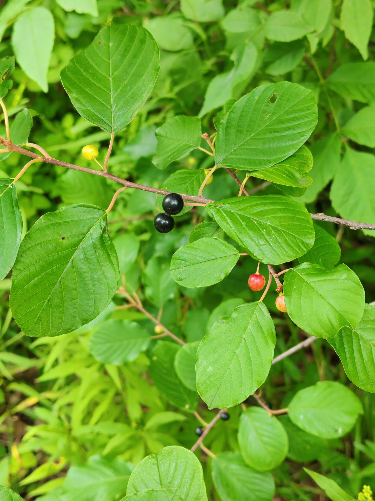 Alder Leaf Buckthorn 10 Seeds - Rhamnus alnifolia Native Shrub